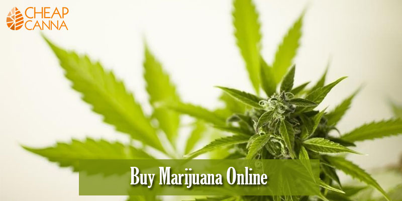 How to Buy Marijuana Online & Get it Delivered Safely at your Doorstep