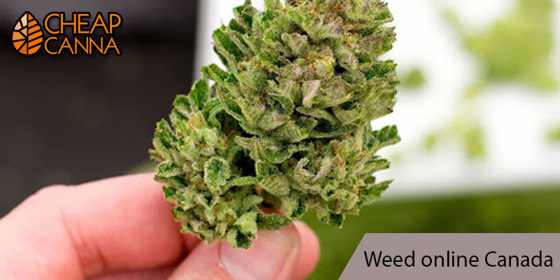 Canada Weed, Online: Decoding the Myths and Facts
