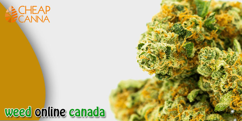 weed online canada