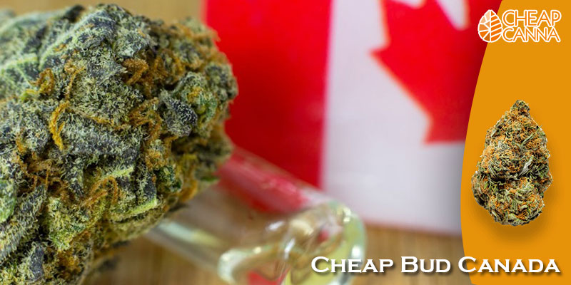 Cheap Bud Canada