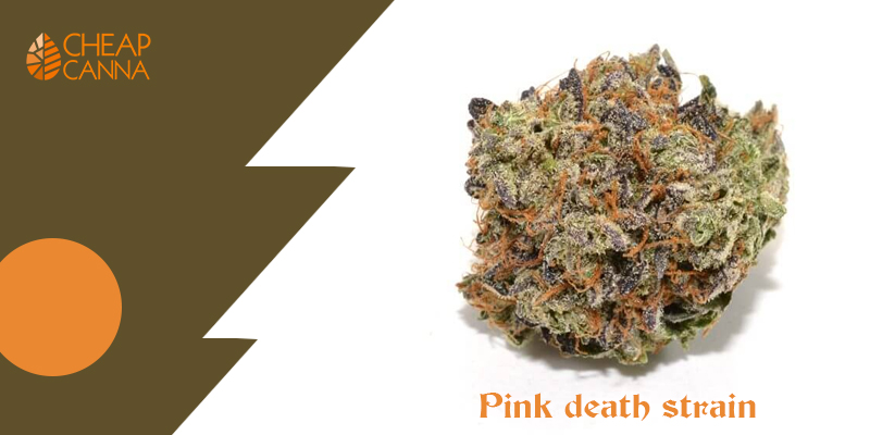 pink death strain
