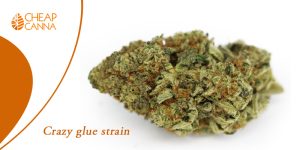 Crazy Glue strain