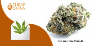 Weed: Does it improve in potency with age?