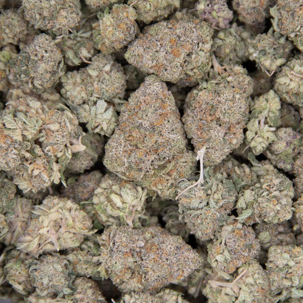 Cheap Canna
