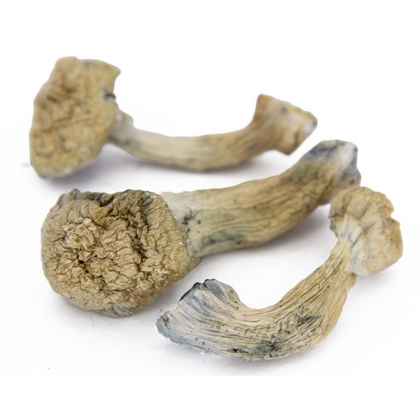 Albino Penis Envy