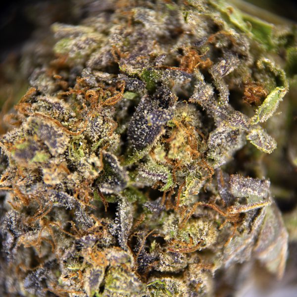 Pink Tuna AAA - Image 2