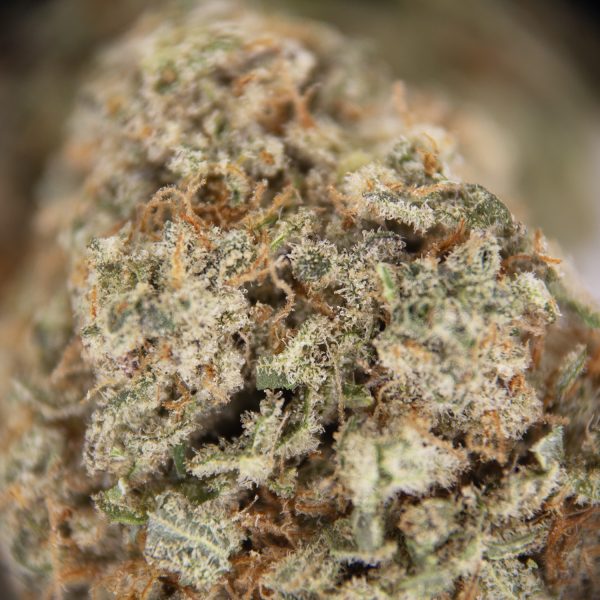 Bay Dream AA+ - Image 2