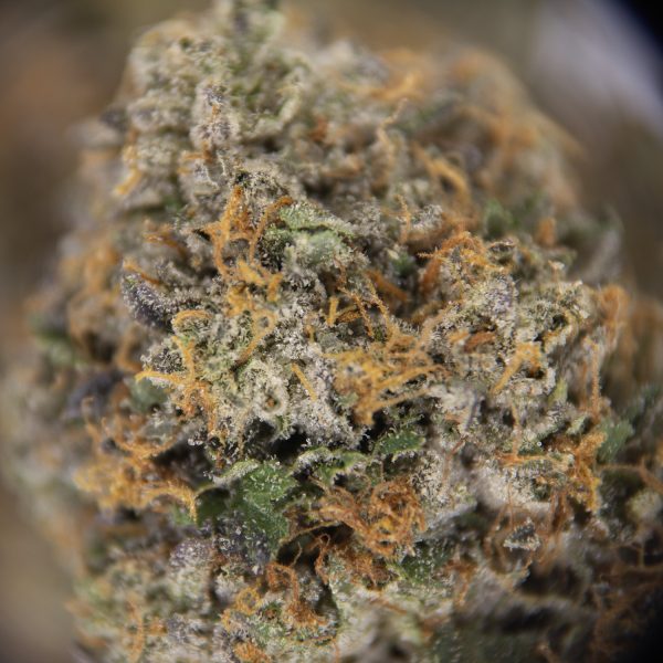Blackberry Cream AAAA - Image 2