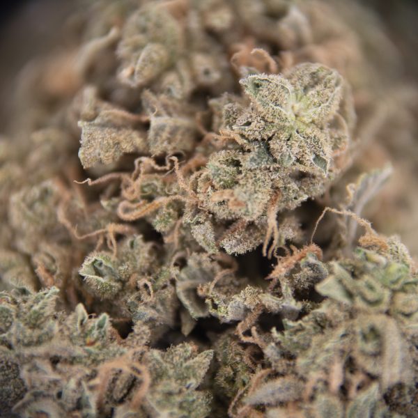 Larry OG AA - Image 2