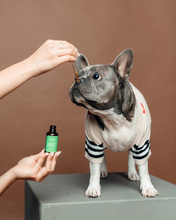 Pawsitive 300 with grey frenchie scaled 1 1.jpg