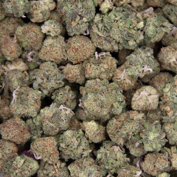 GG4 (mediums) AA - Image 3