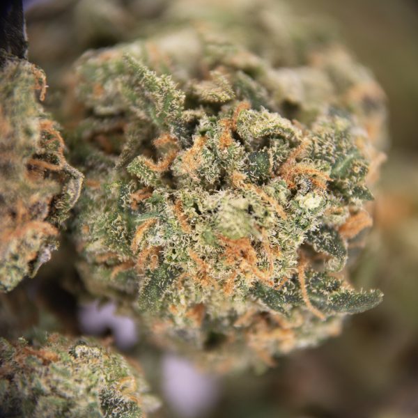 GG4 (mediums) AA - Image 2