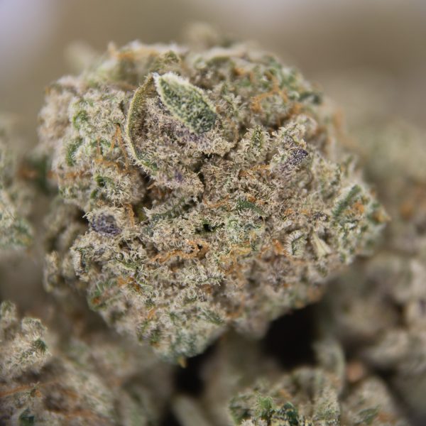 Gelato (smalls) AA - Image 3