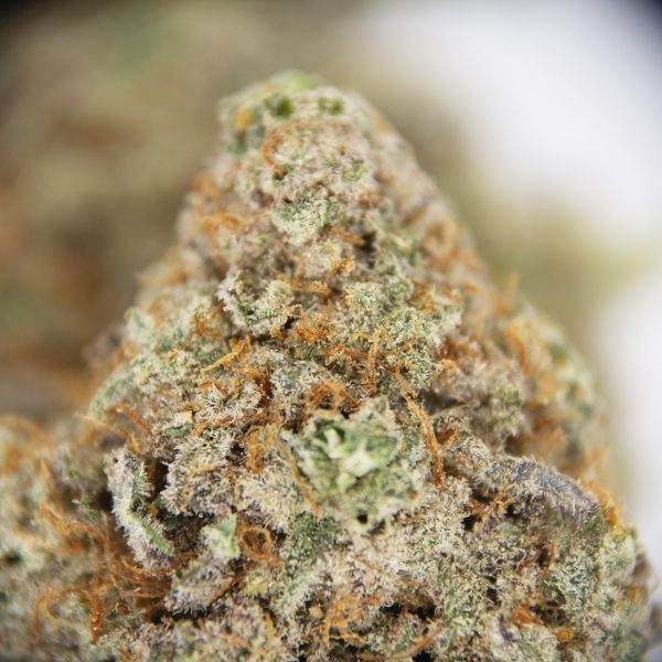 Grease Monkey (mediums) AA - Image 2