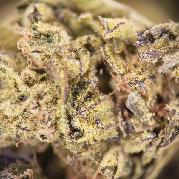 Krypt Melon (mediums) AA - Image 2