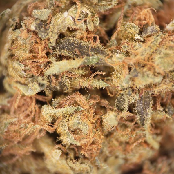 White Shark AA - Image 2