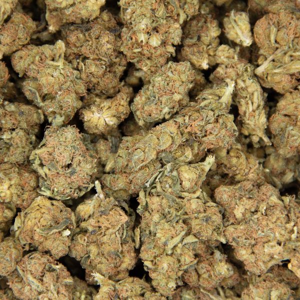 White Shark AA - Image 3