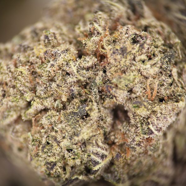 Zookies (mediums) AA - Image 2