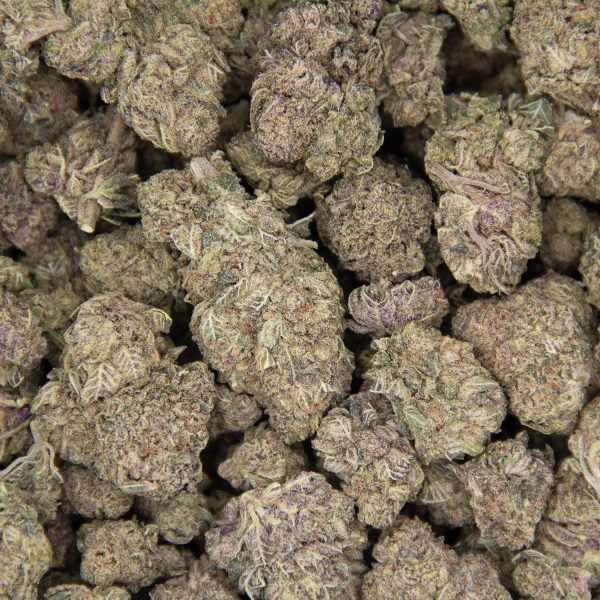 Zookies (mediums) AA - Image 3