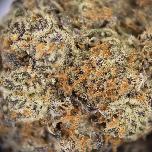 Blue Coma AAA - Image 2