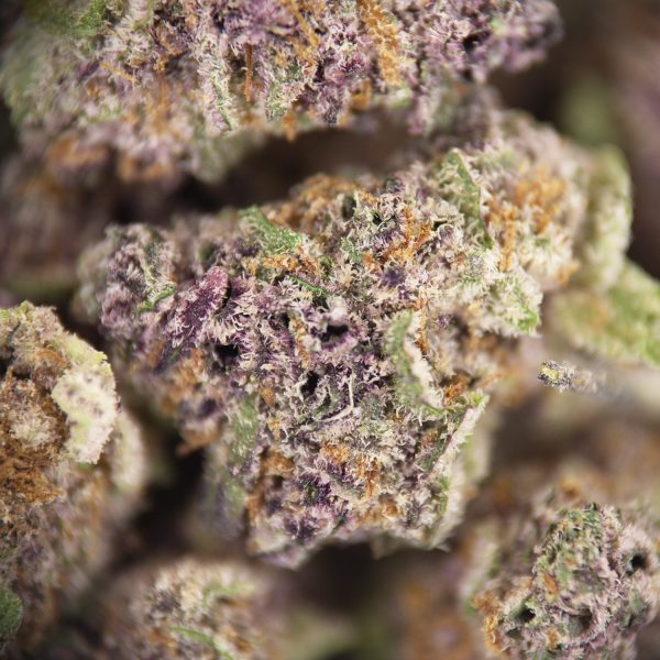 BC Blueberry (popcorn) AAA - Image 2