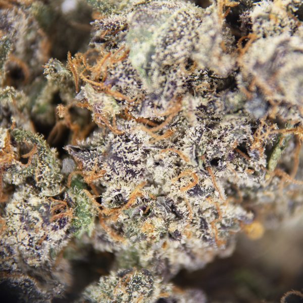 White Truffle AAA - Image 2