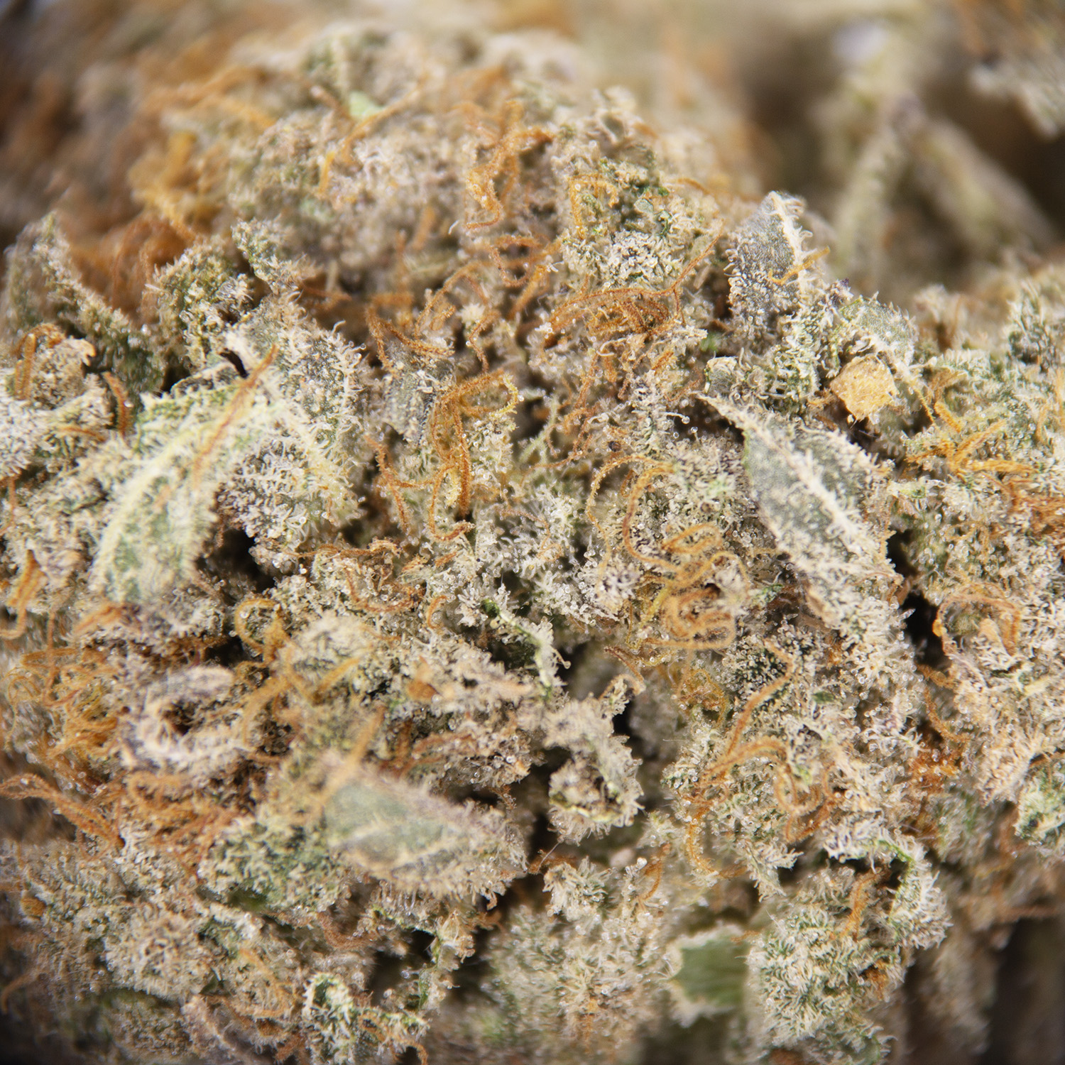 Cosmic Coma AA - Image 2