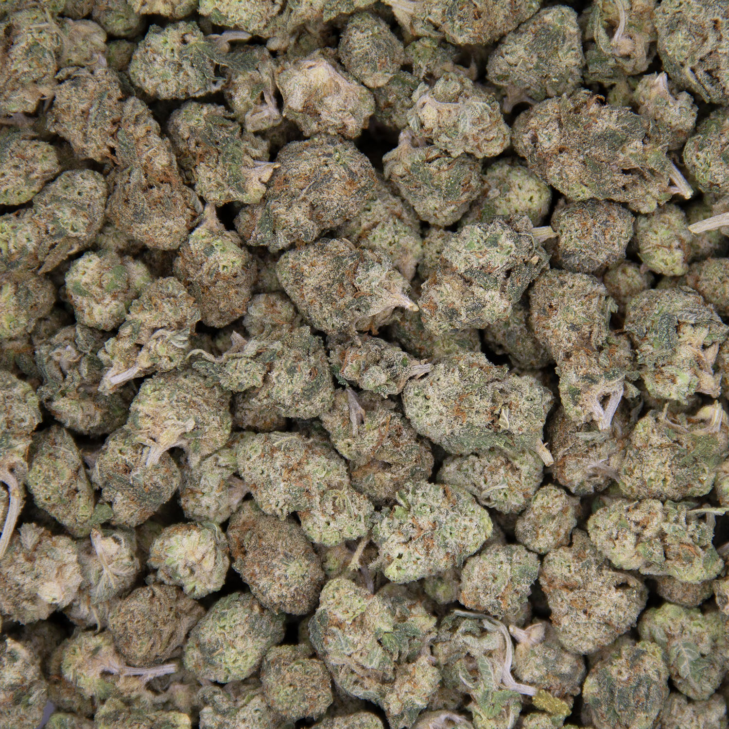 Donkey Butter (popcorn) AAA - Image 3