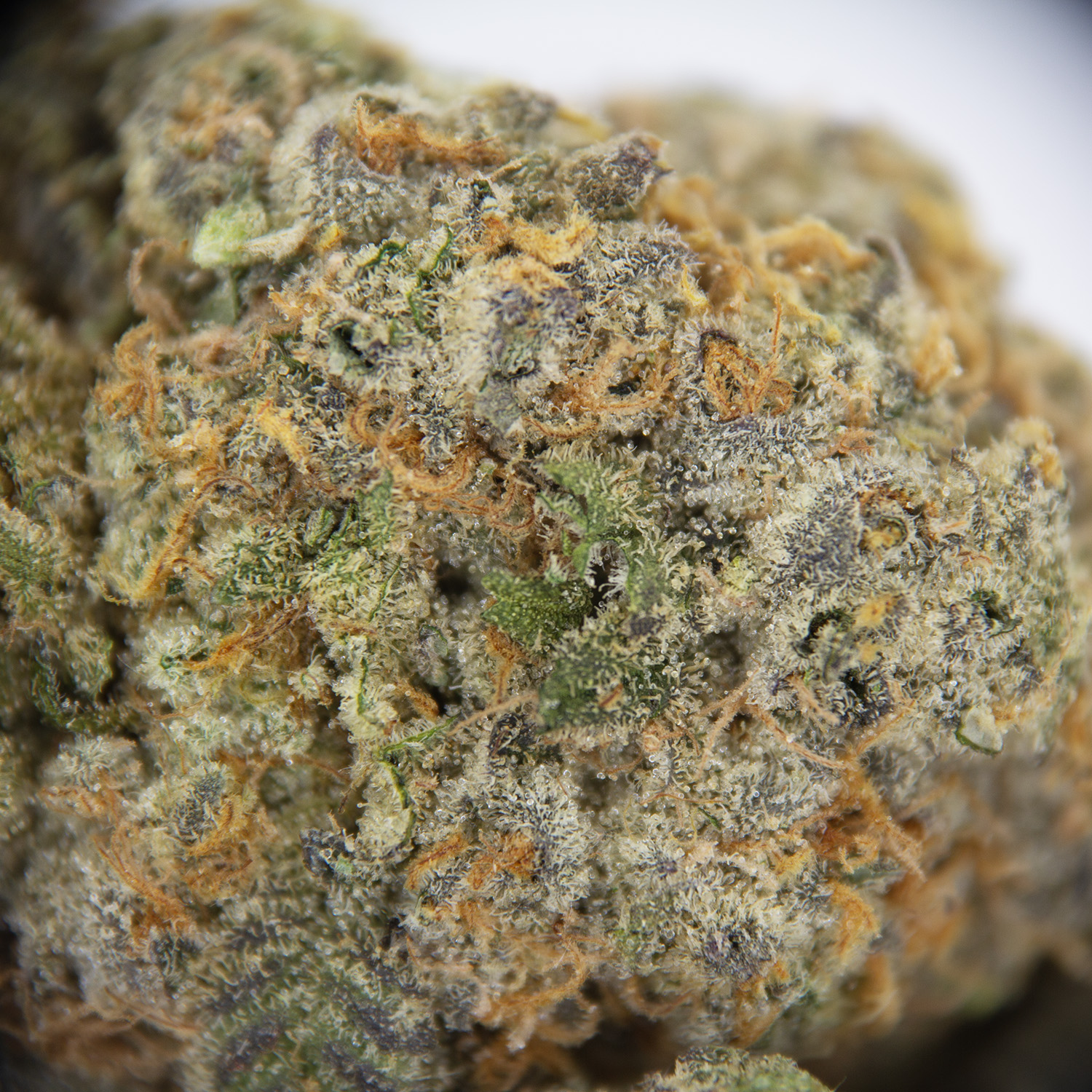 Scout Master AAA - Image 2