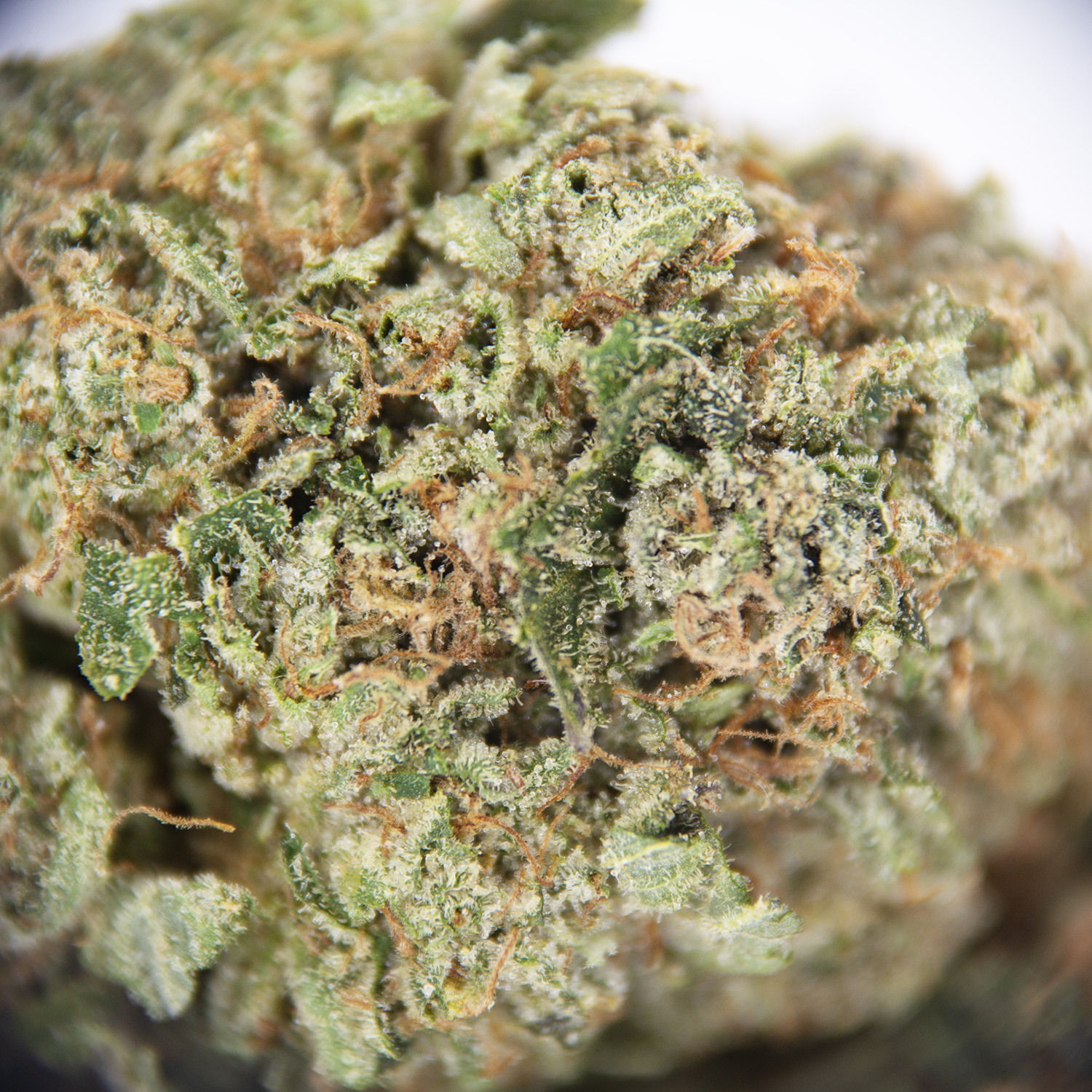 Gorilla Glue AAA - Image 2