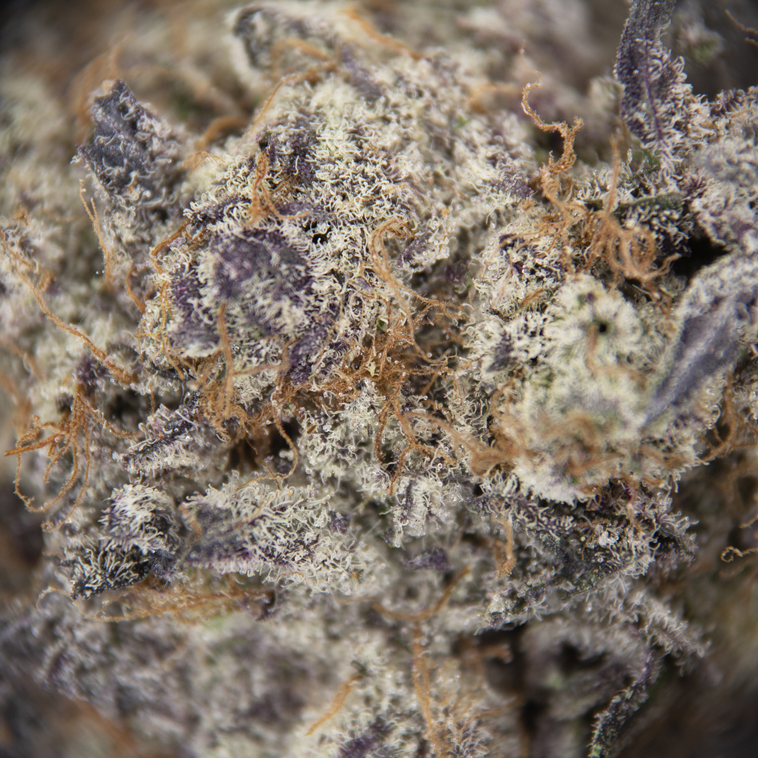 Granddaddy Purple AAAA - Image 3