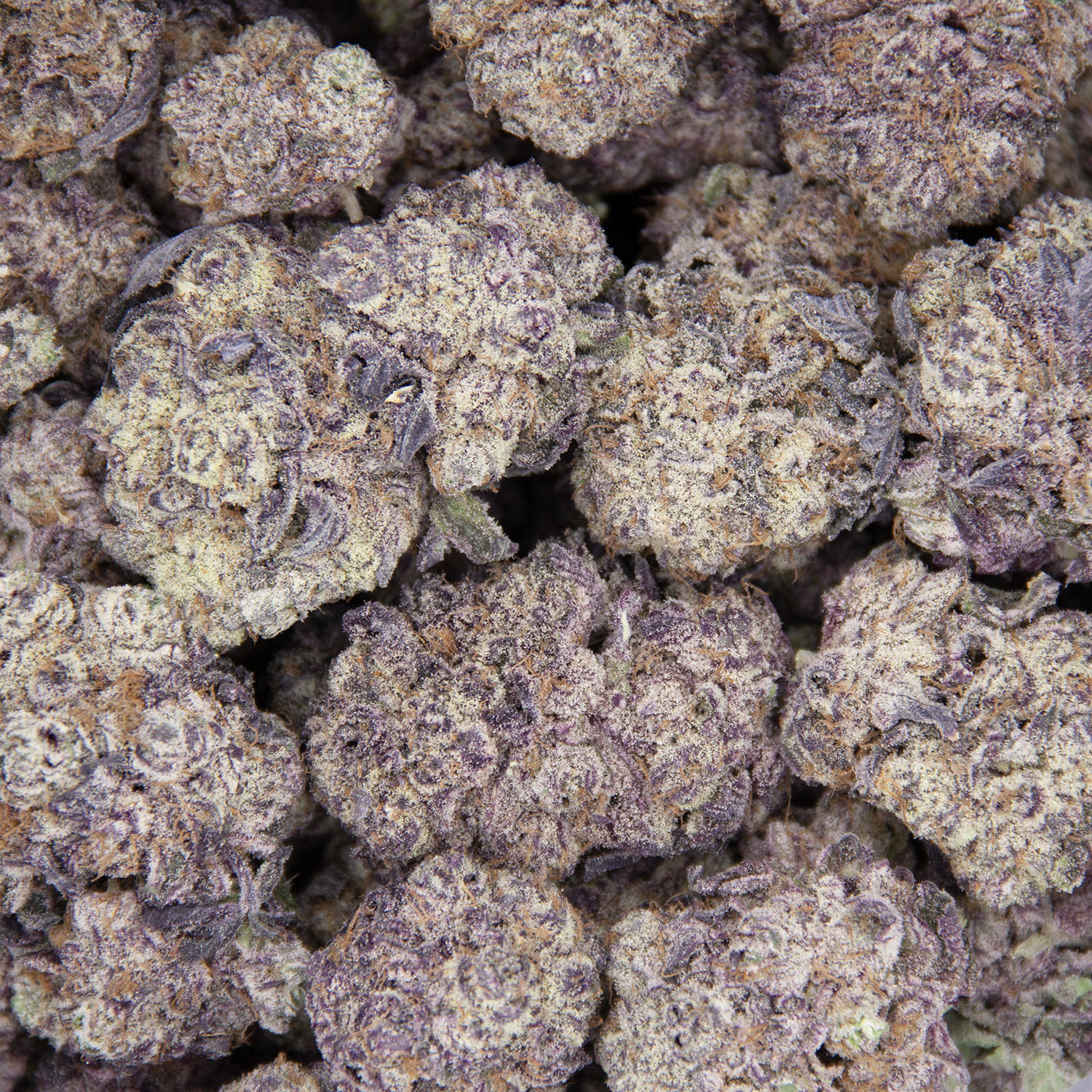 Granddaddy Purple AAAA - Image 2
