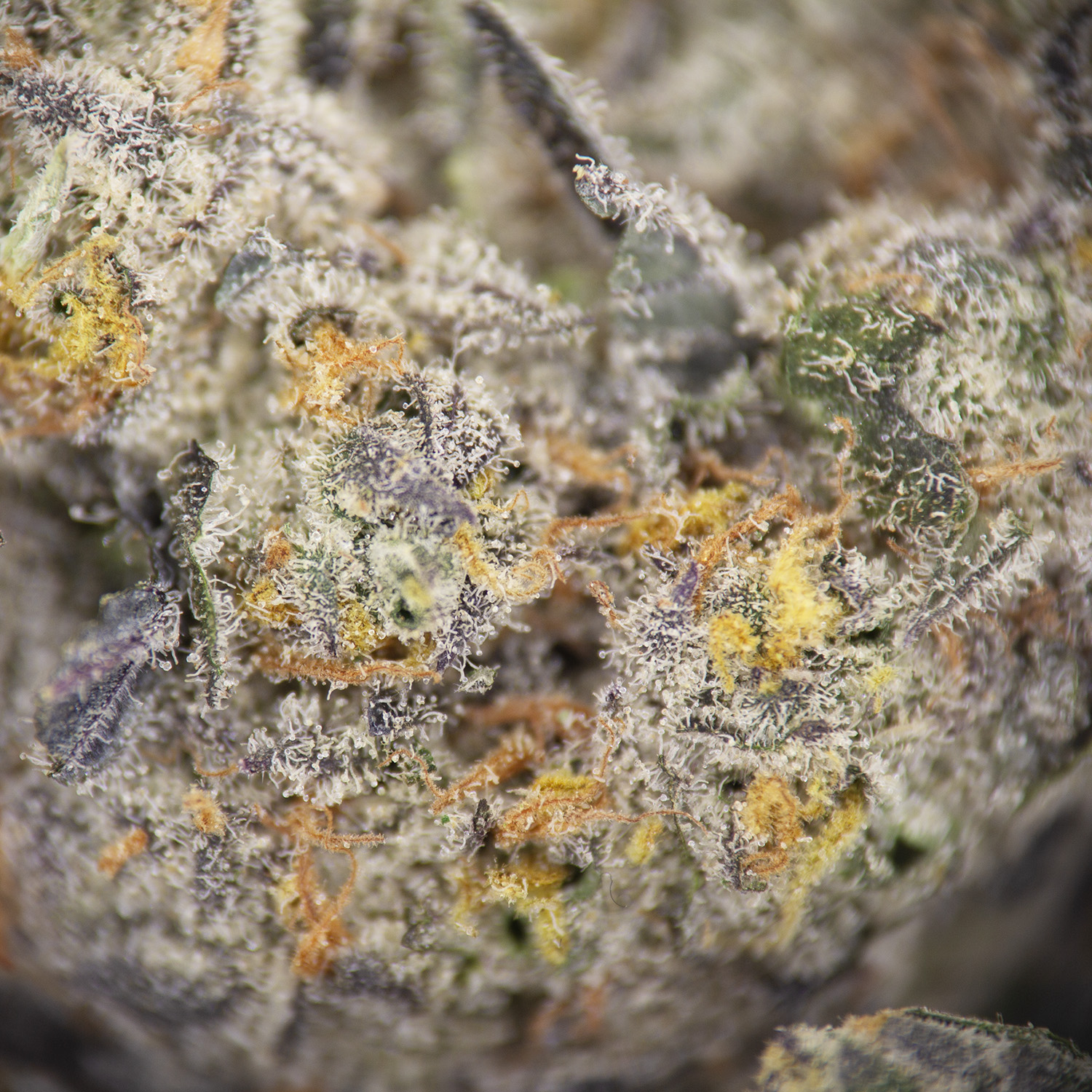 Grape Slurpee AAA - Image 2