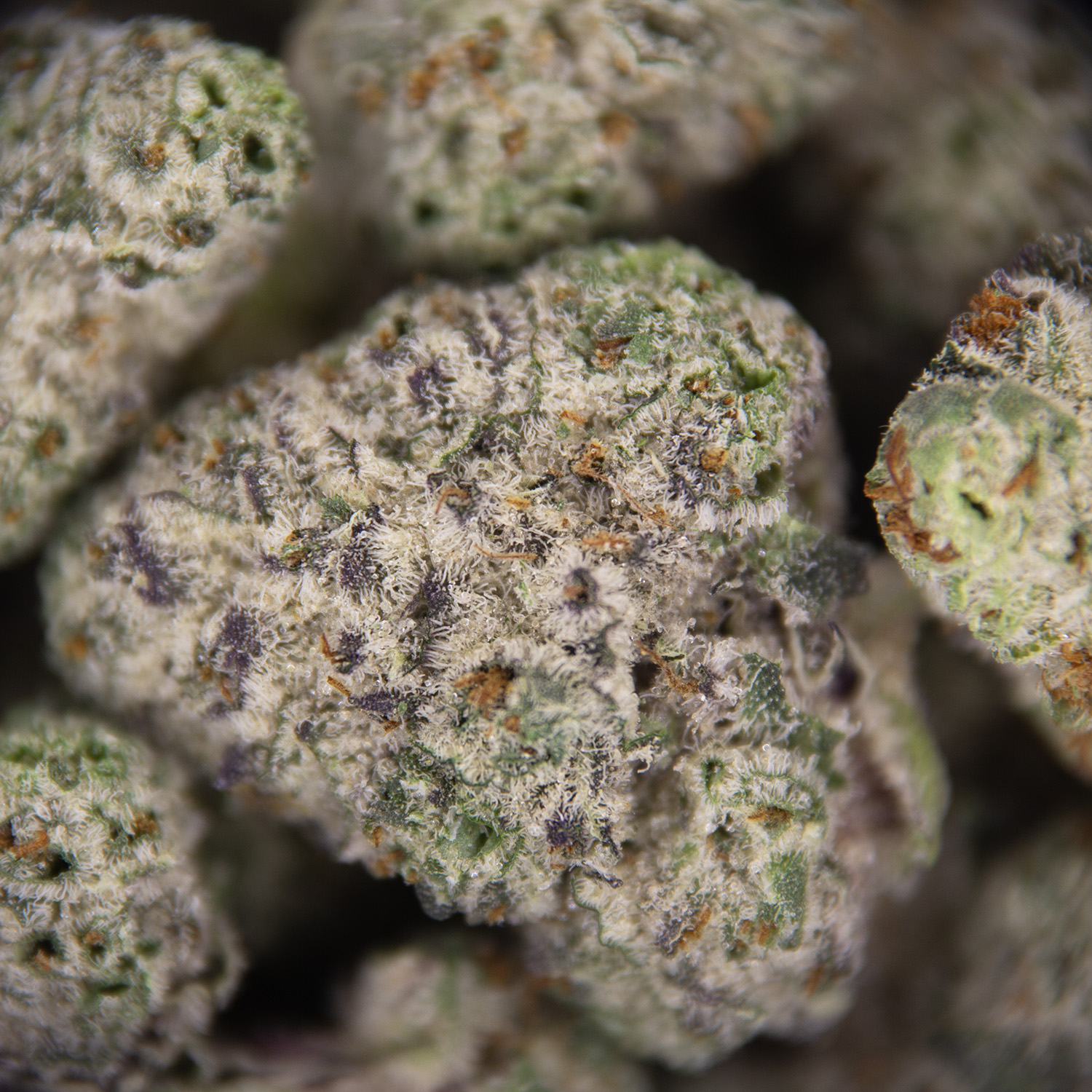 Oreo Blizzy (popcorn) AAA - Image 2