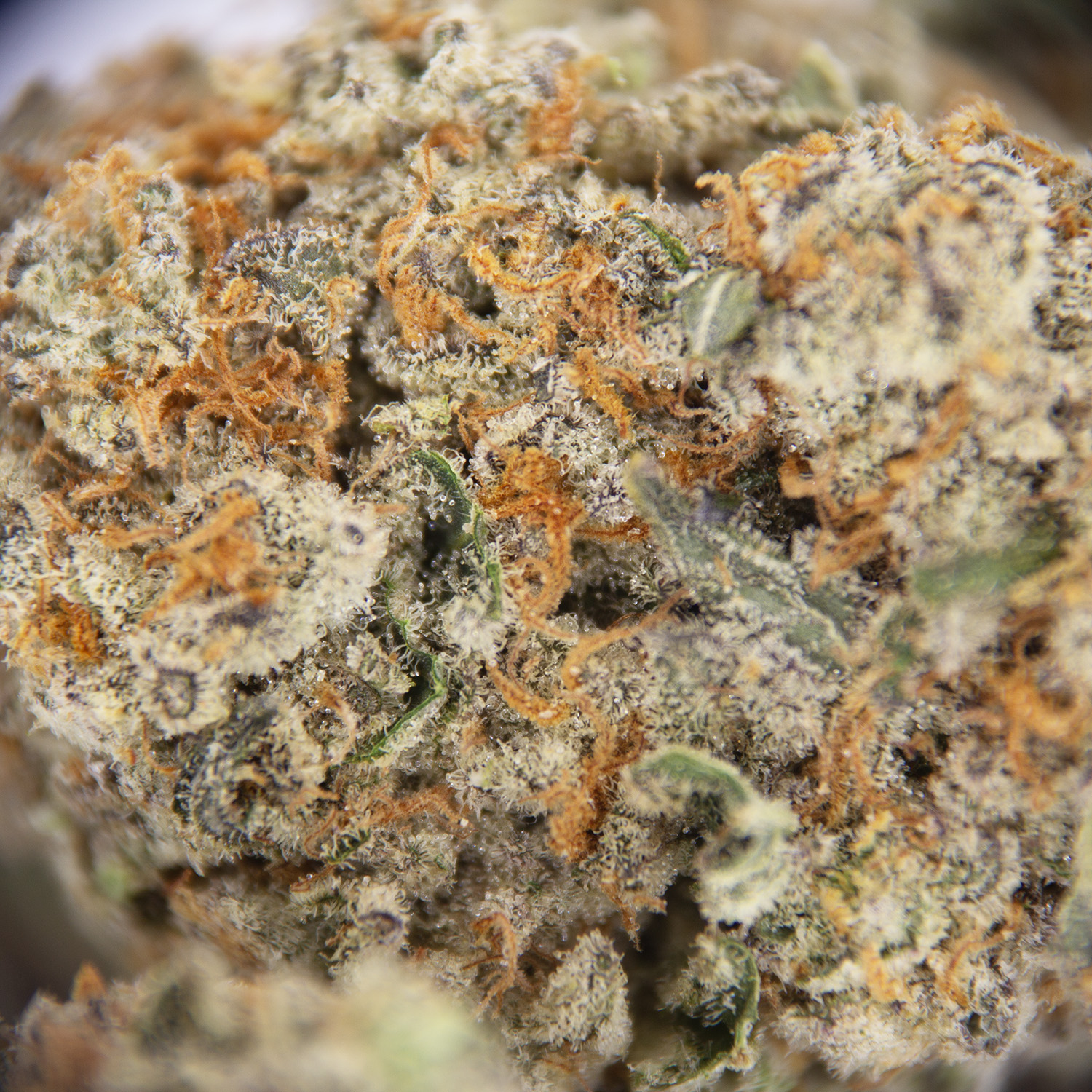 Pacific Blue AAA - Image 2