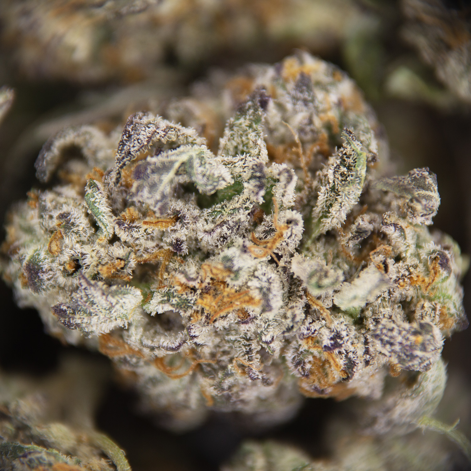 Crystal Coma (popcorn) AAA - Image 2