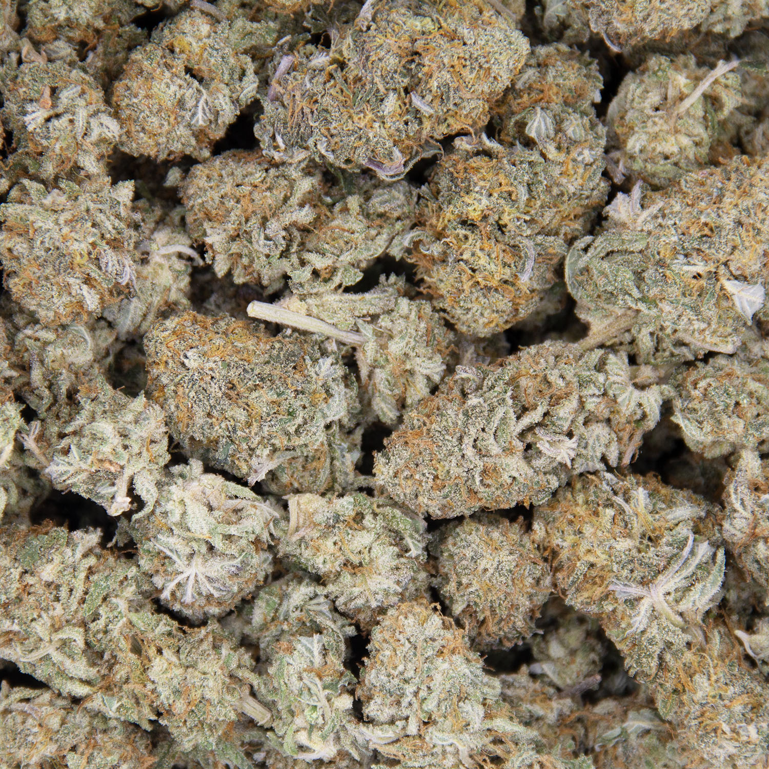 Kosher Kush (mediums) AA - Image 3