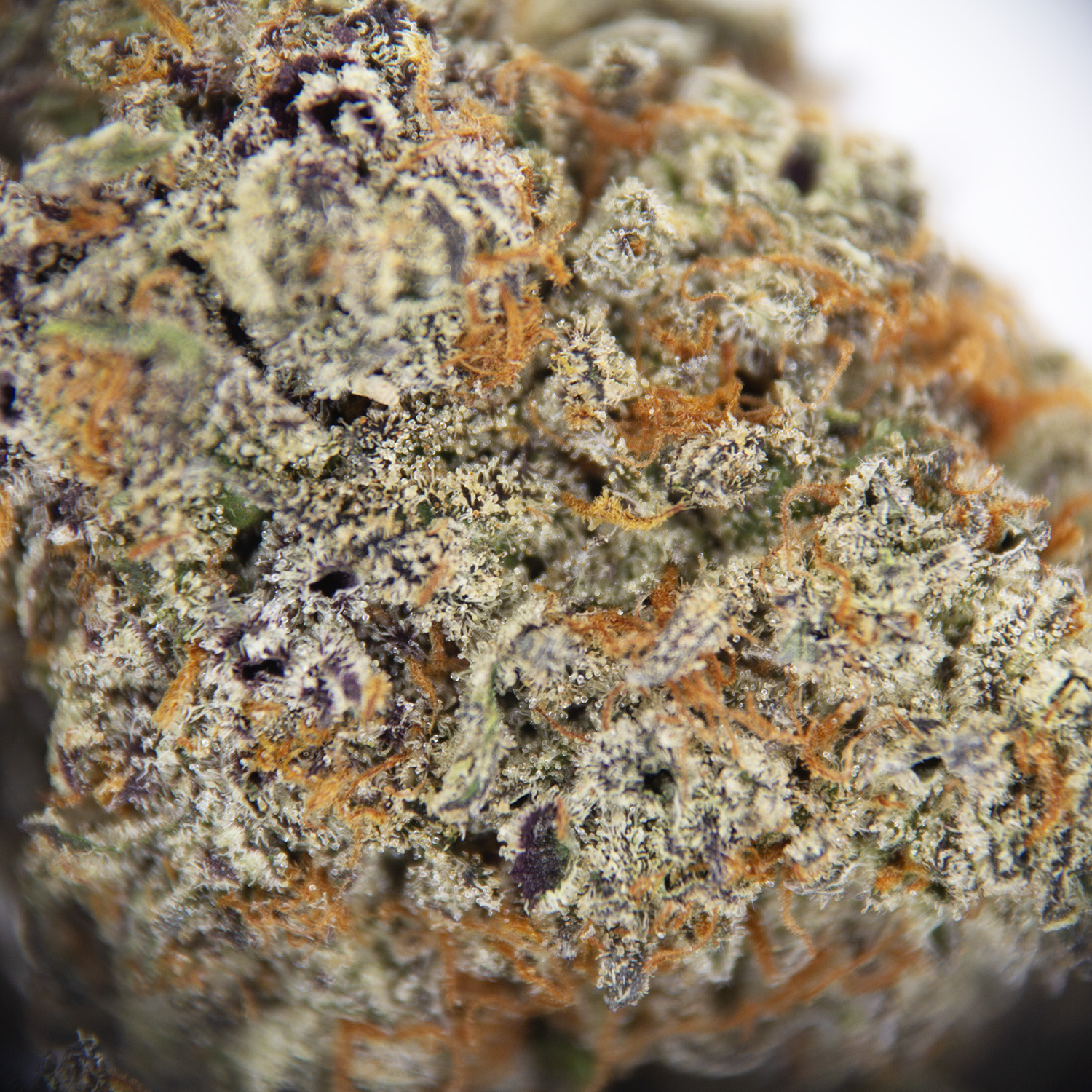 Forbidden Fruit AAA - Image 2