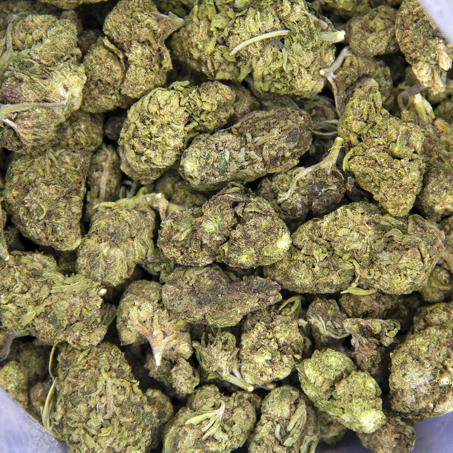 Gorilla Skittles (mediums) AA - Image 3