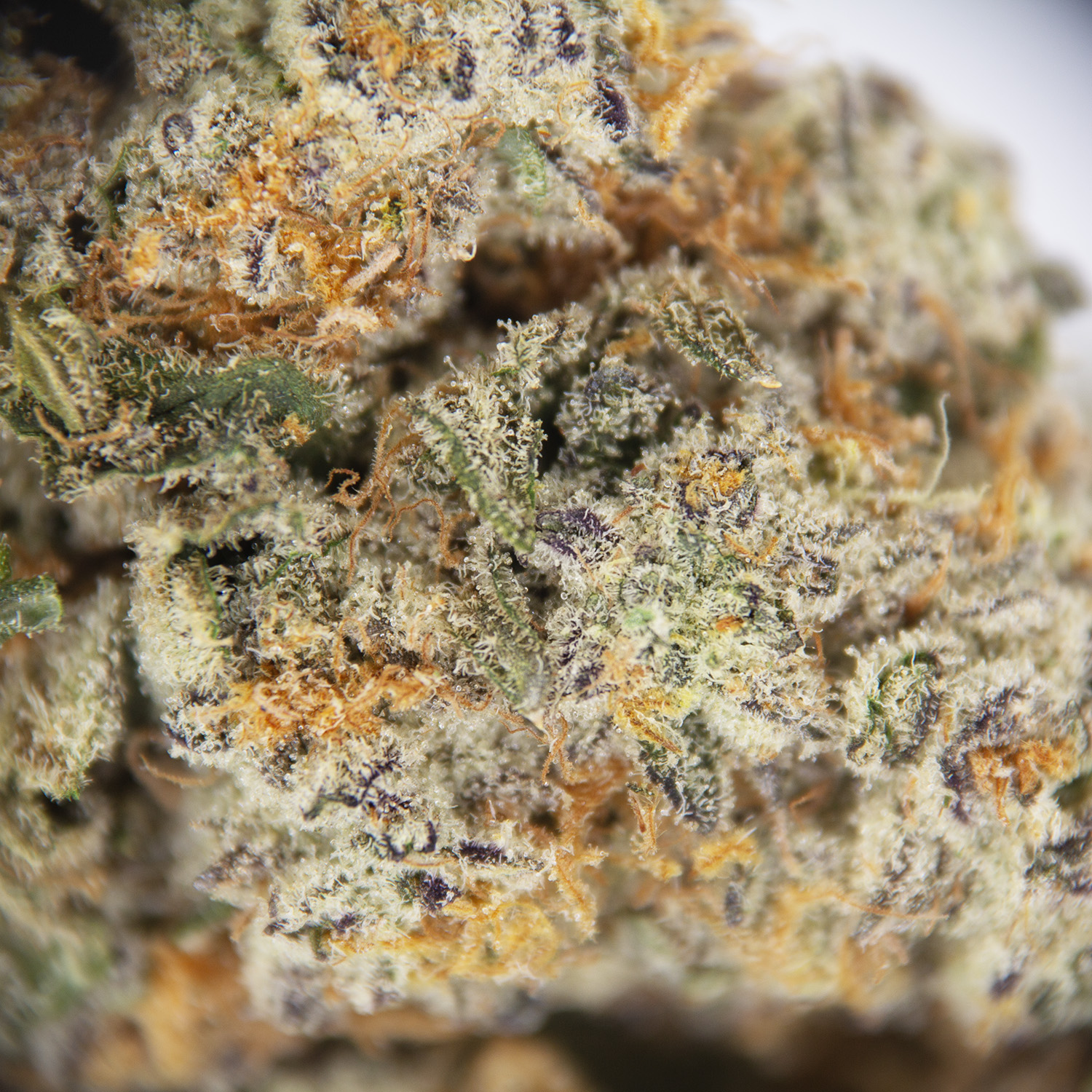 White Widow AAA - Image 2